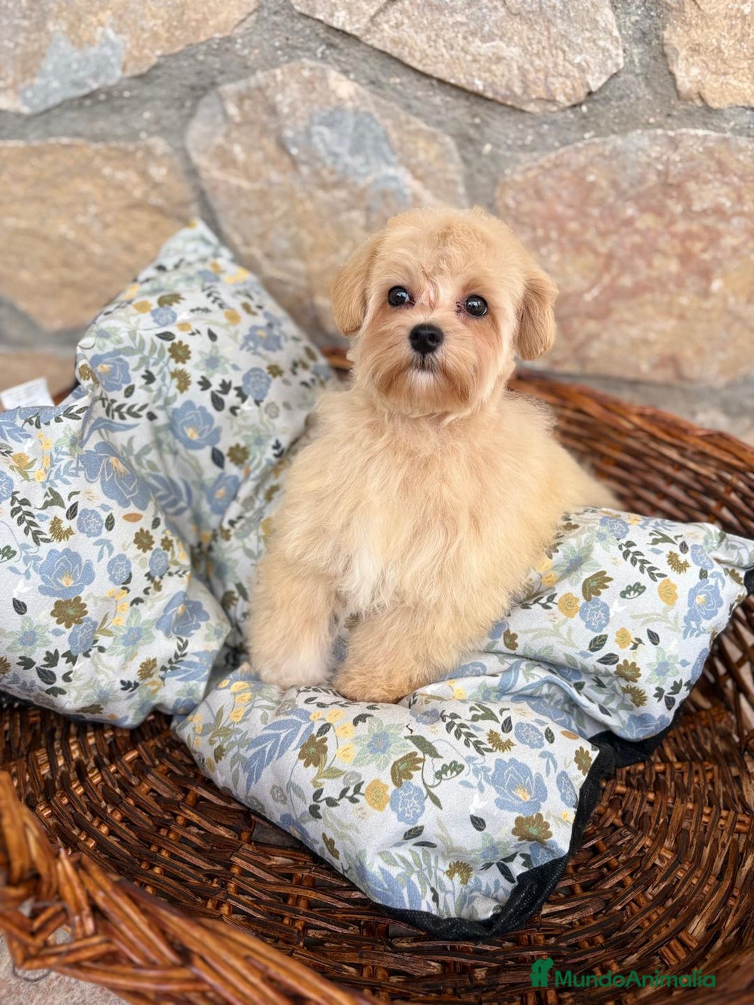 Maltipoo perros en venta: Maltipoo hembra disponible  - Imagen 5