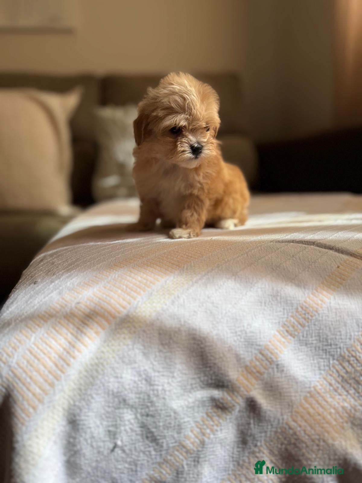 Maltipoo perros Maltipoo hembra toy líneas asiáticas  - Anuncio 1