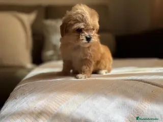 Maltipoo perros Maltipoo hembra toy líneas asiáticas - Anuncio 1