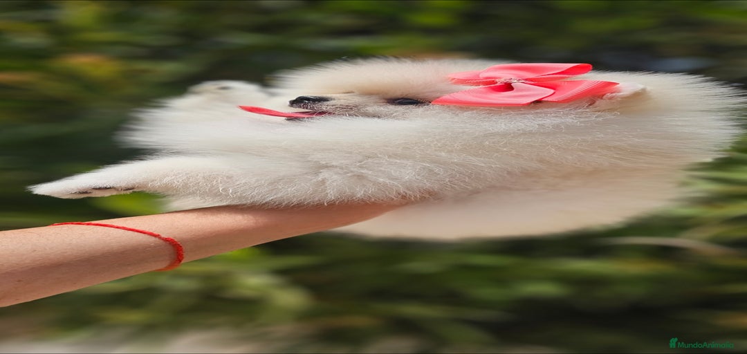 Imagen de galería {{count}}