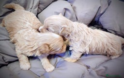 Maltipoo perros en venta: Maltipoo cachorros  - Anuncio 2