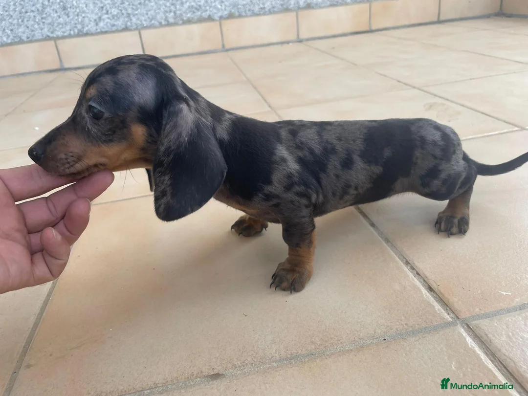 Teckel Miniatura perros en venta: teckel miniatura pelo largo - Anuncio 2