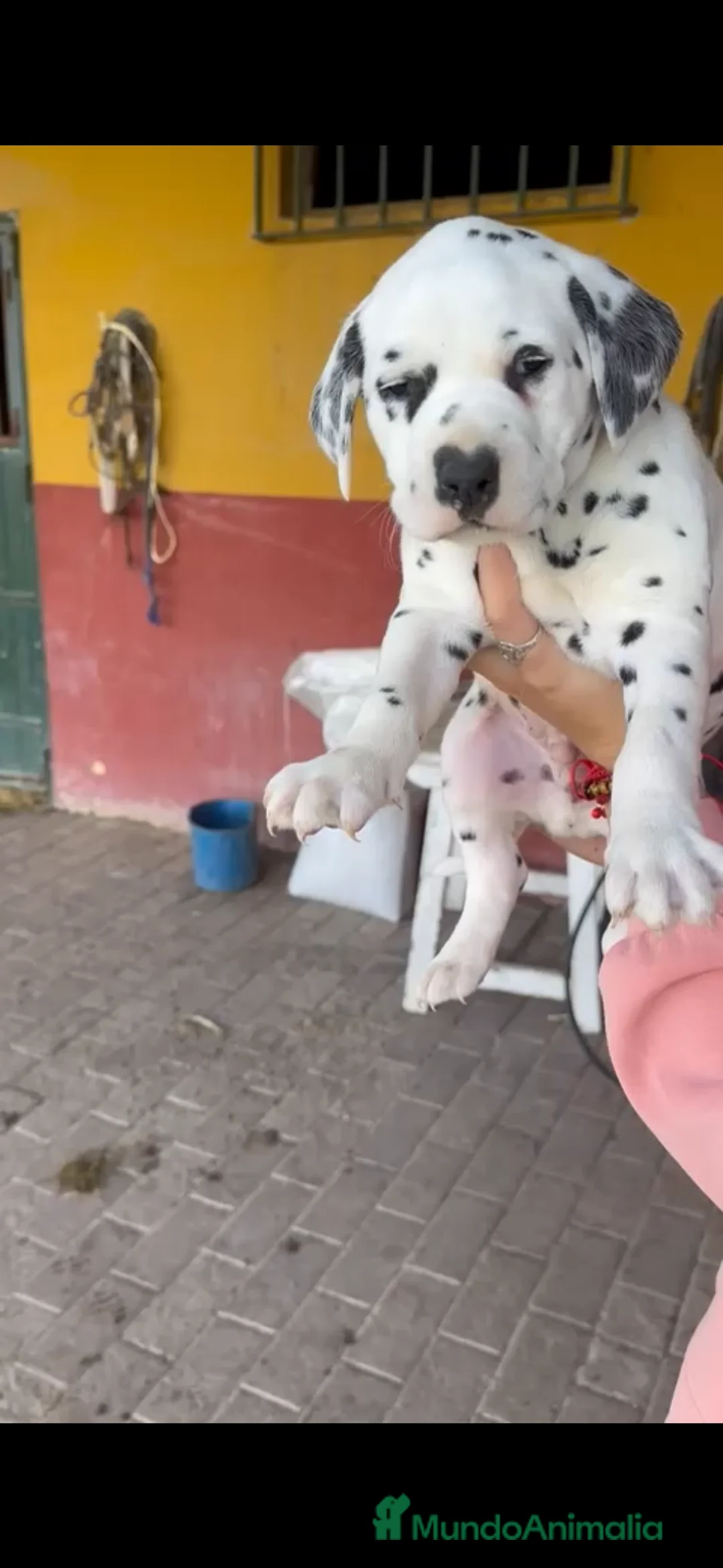 Dálmata perros en venta: Precioso y último dálmata disponible!! en Málaga - Anuncio 5