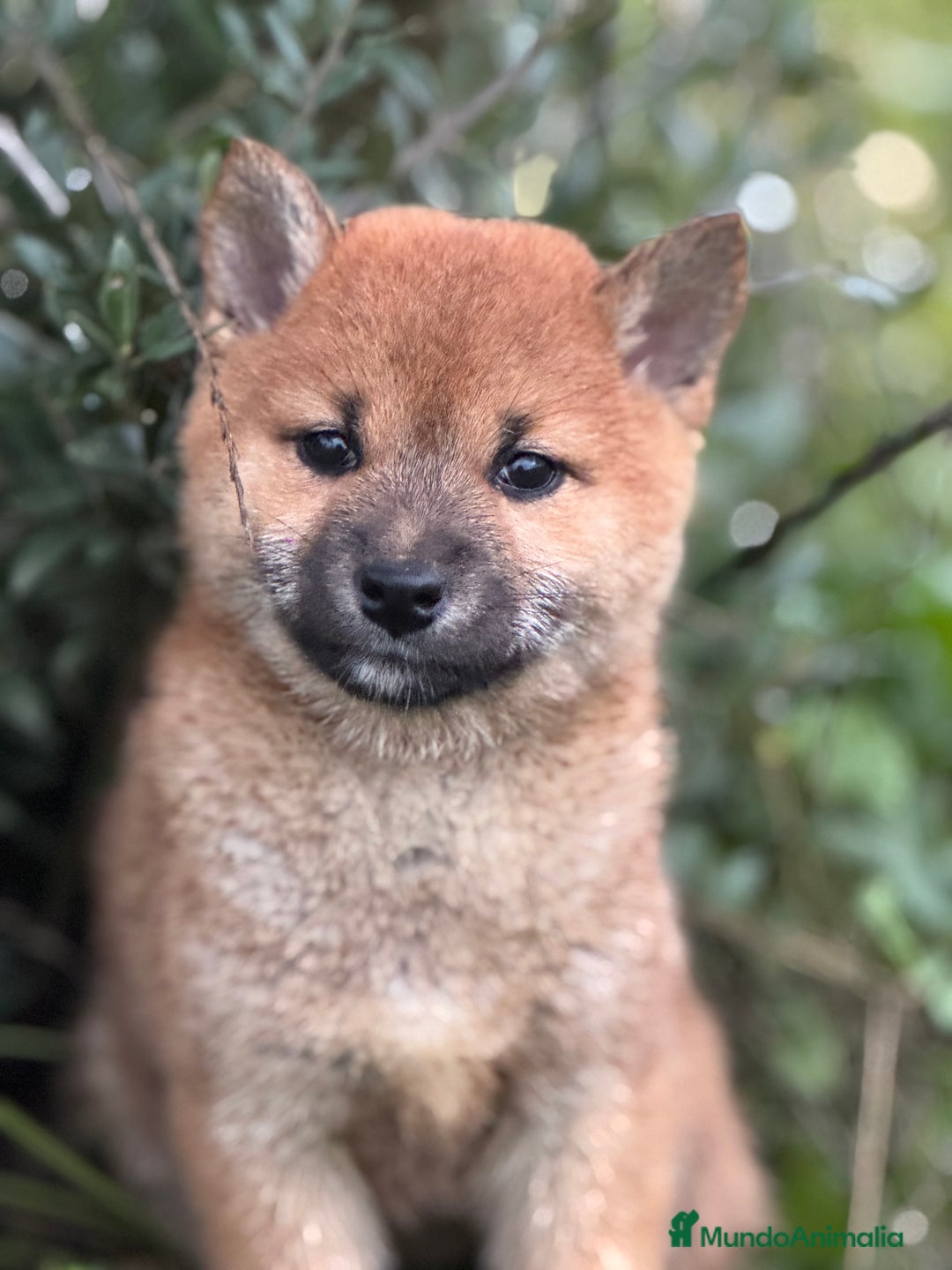 Shiba Inu perros en venta: Shiba Inu de gran calidad y tipicidad  - Anuncio 5