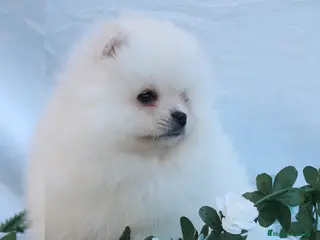 Pomerania perros POMERANIA LINEA TOY MUY CHATO - Anuncio 1