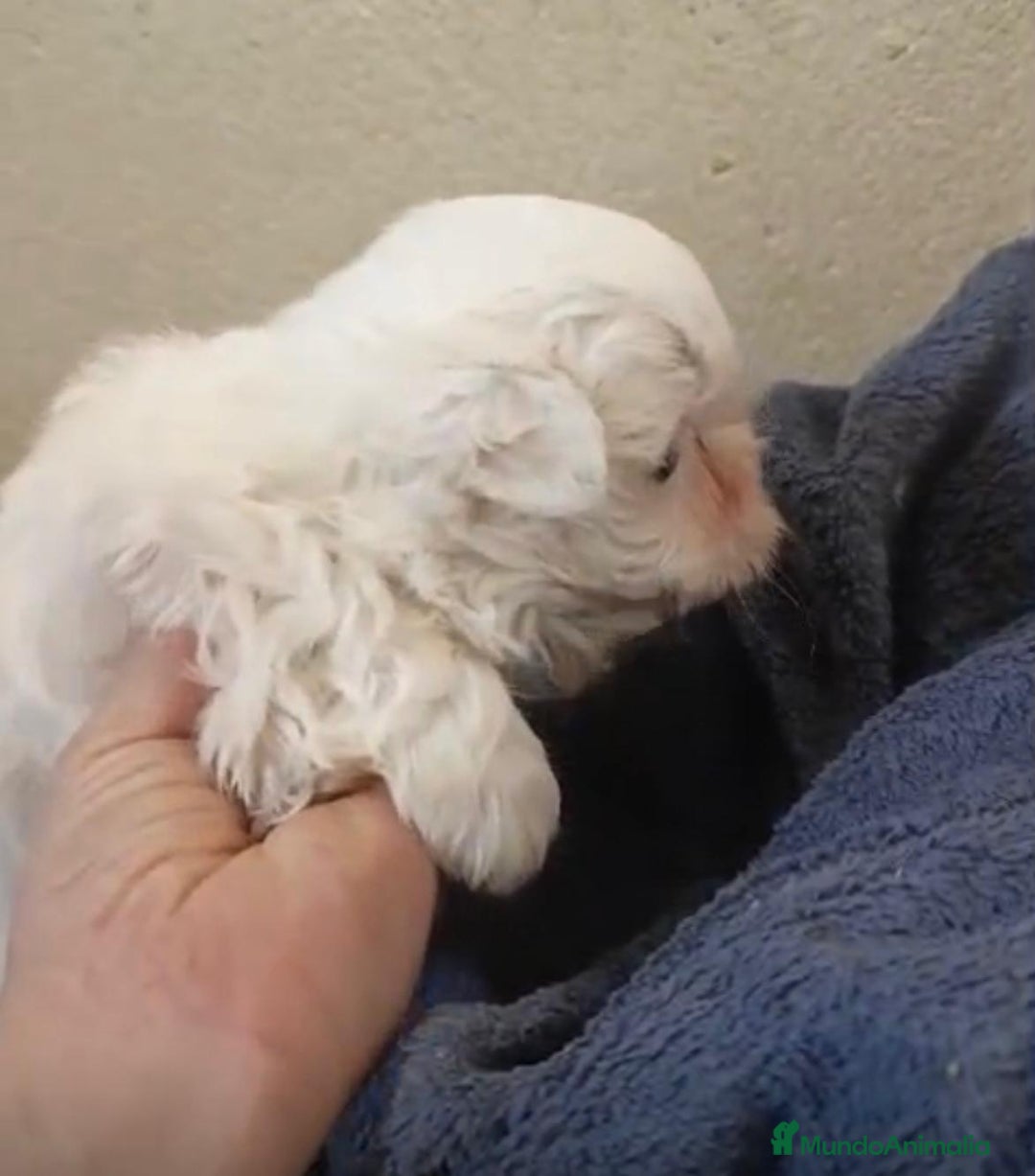 Bichón Maltés perros en venta: Bichon maltés toy  - Anuncio 5