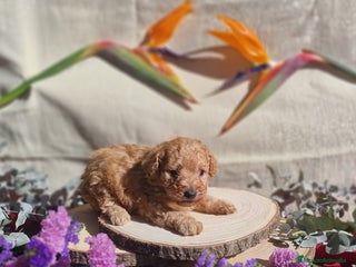 Caniche Toy perros Caniche apricot - Anuncio 2