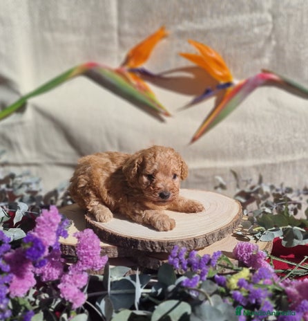 Caniche Toy perros Caniche apricot - Anuncio 2