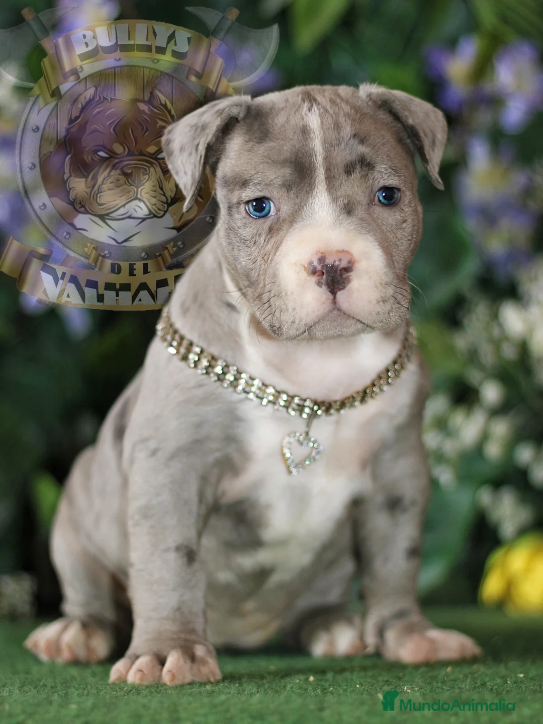 American Bully perros en venta: AMERICAN BULLY POCKET STANDARX XL Y EXTREME !! en Sevilla - Anuncio 5