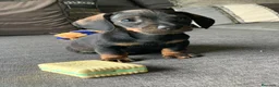 Teckel Miniatura perros en venta: Teckel miniatura  - Anuncio 3