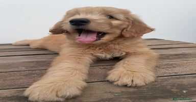 Goldendoodle perros - Anuncio 1