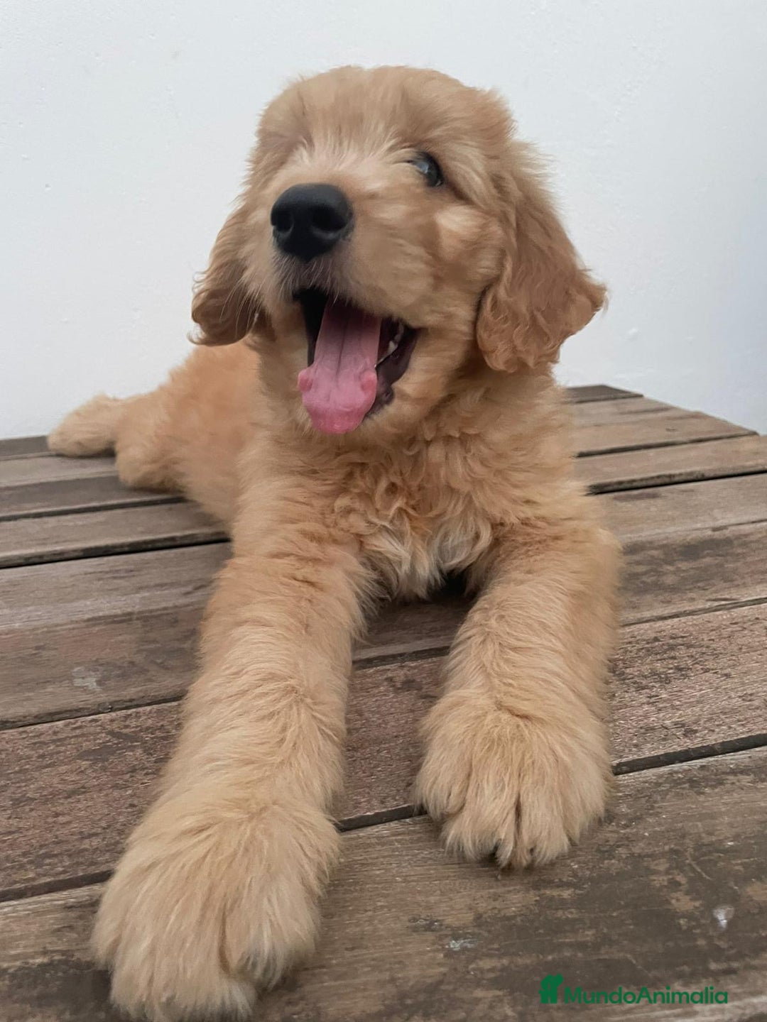 Goldendoodle perros en venta: Goldendoodle  - Imagen 2