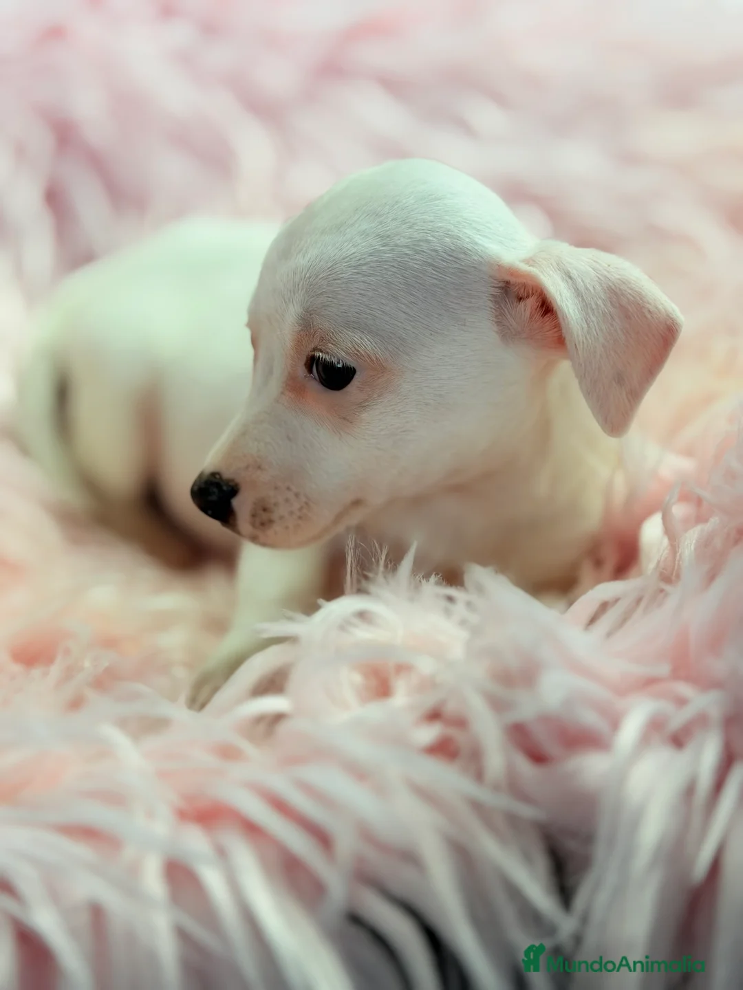 Jack Russell Terrier perros en venta: Jack Russell hembra  - Anuncio 3