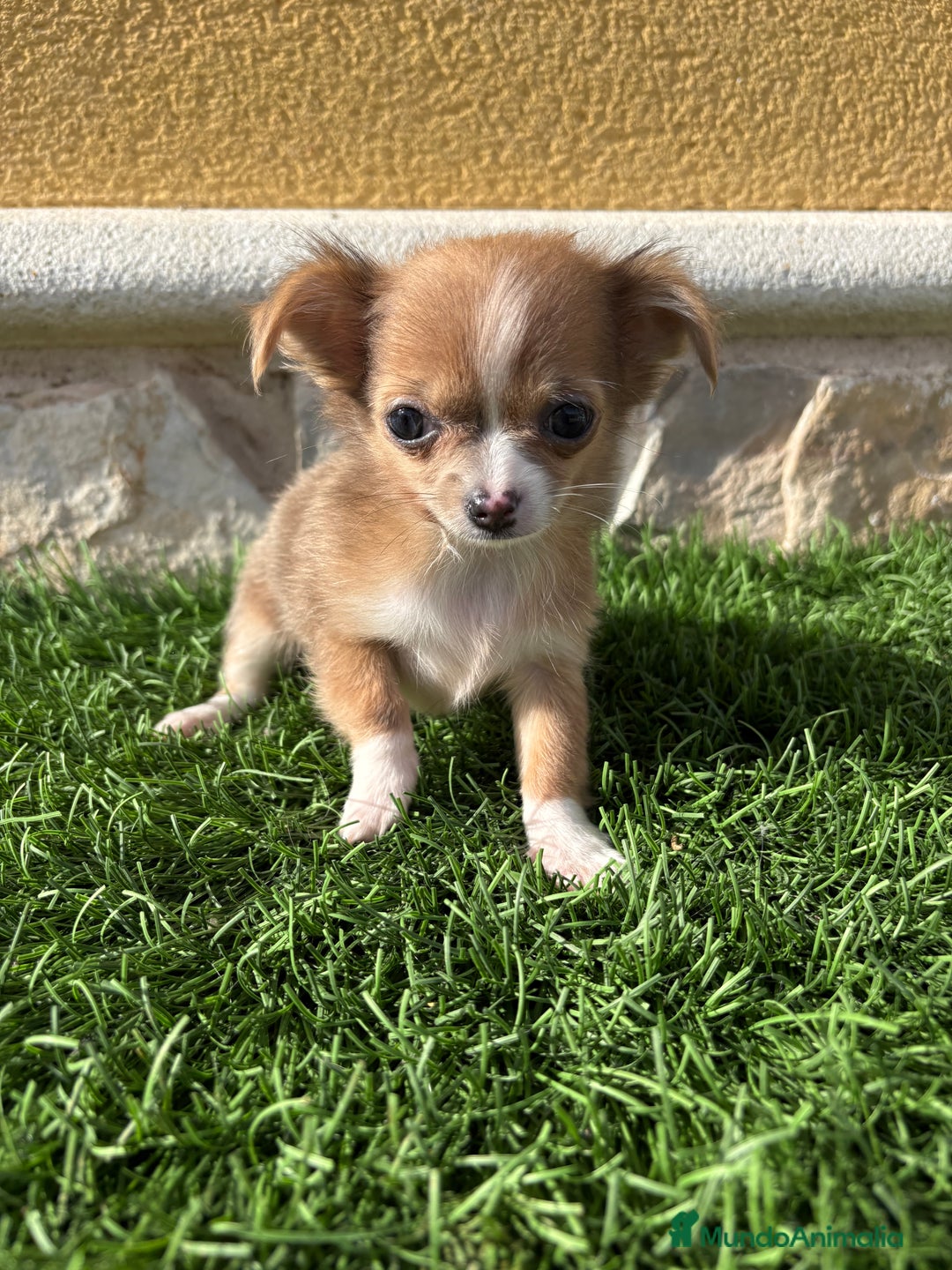 Chihuahua perros en venta: Chihuahua mini Toy pelo largo chocolate - Anuncio 13