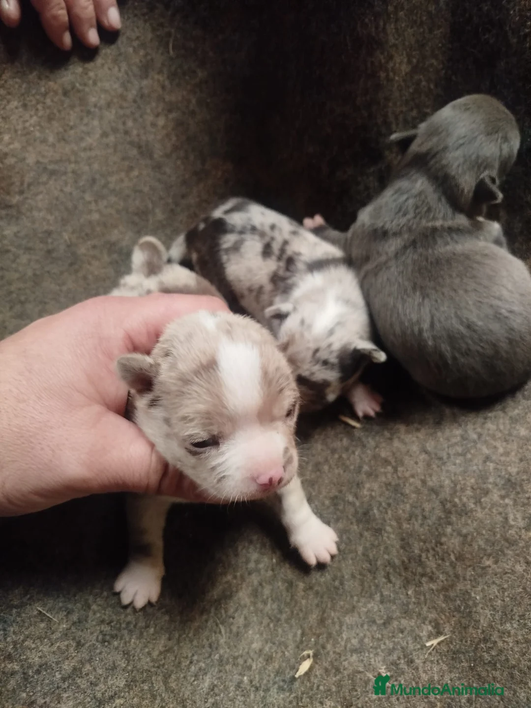 Chihuahua perros en venta: Chihuahua color exóticos Toy  - Anuncio 4