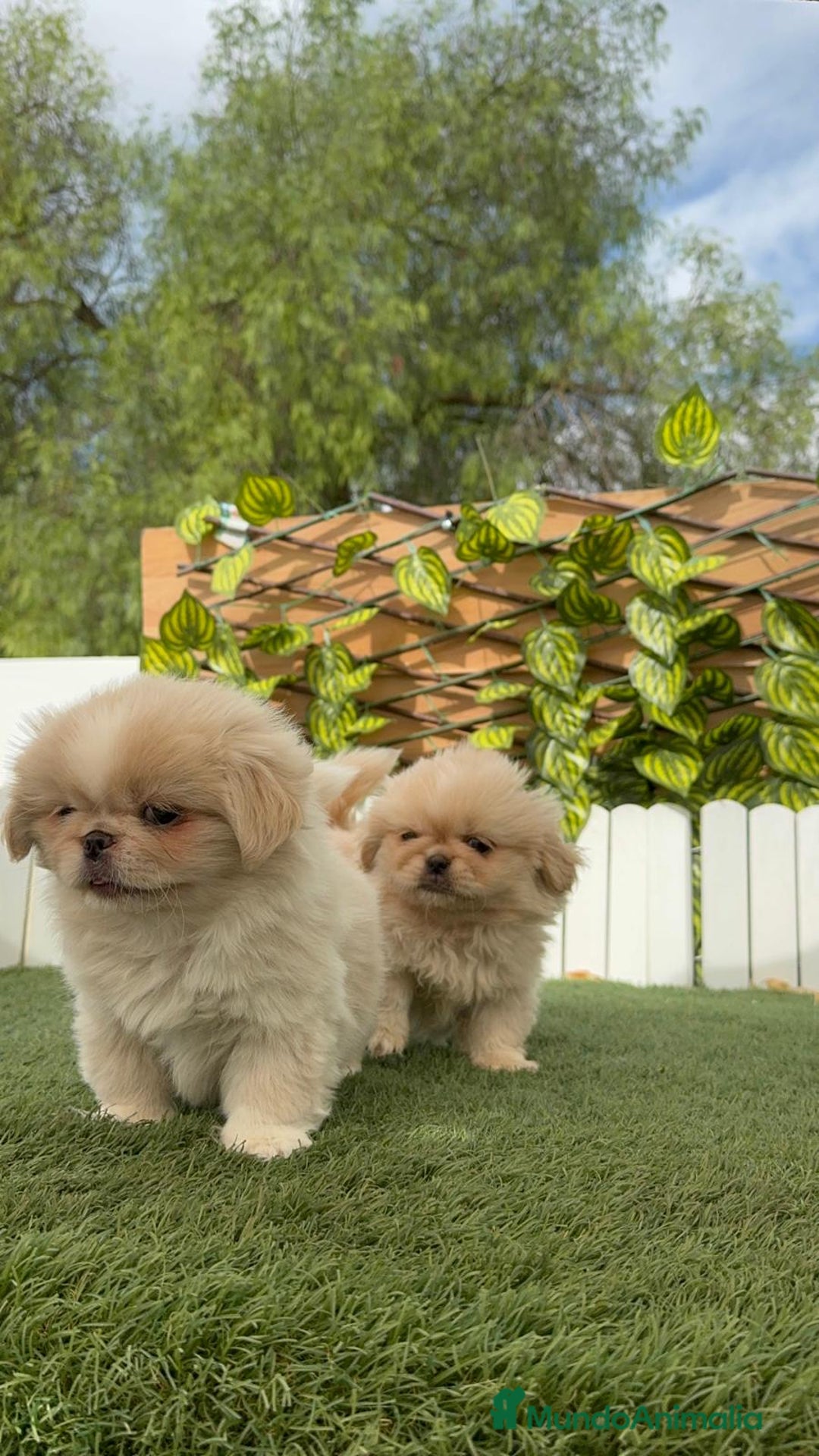Pekinés perros en venta: PEKINES HEMBRAS - Imagen 19