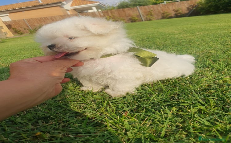 Bichón Maltés perros - Propaganda 2