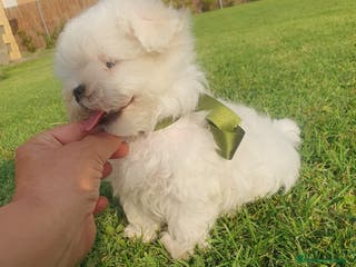 Bichón Maltés perros Bichon Maltes - Anuncio 4