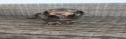 Teckel Miniatura perros en venta: Teckel Mini - Anuncio 14