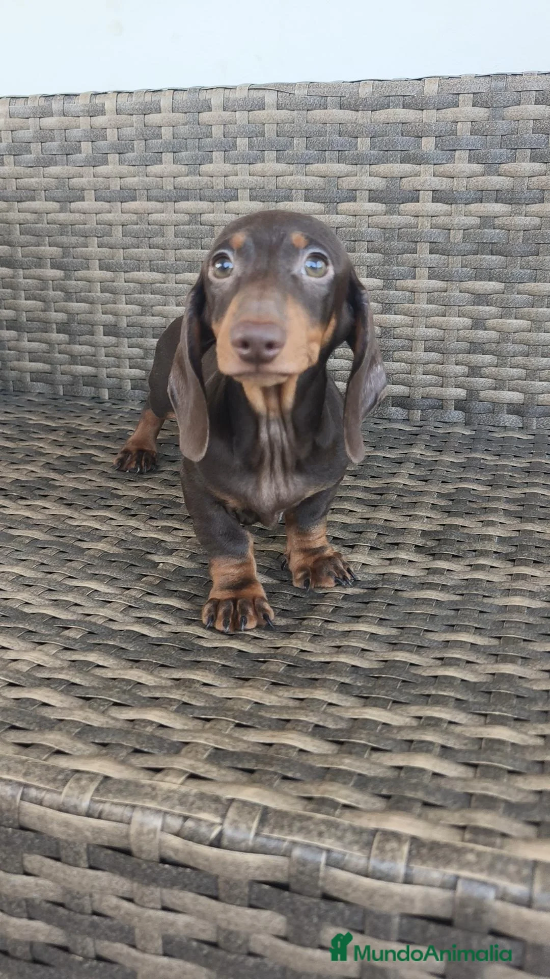 Teckel Miniatura perros en venta: Teckel Mini - Anuncio 14