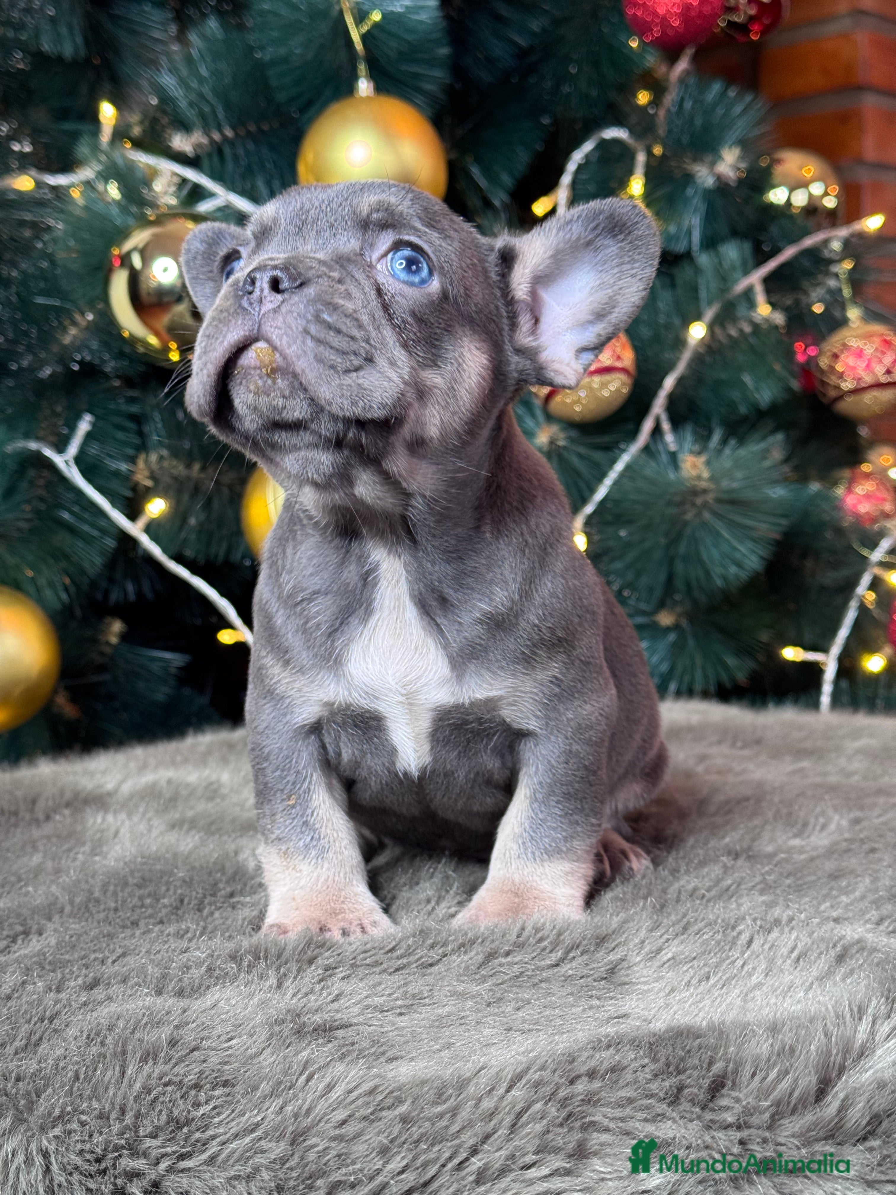 Bulldog Francés perros BULLDOG FRANCÉS /// LO MEJOR DE LO MEJOR  - Anuncio 23