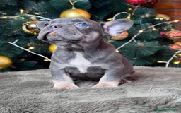 Bulldog Francés perros en venta: BULLDOG FRANCÉS /// LO MEJOR DE LO MEJOR  - Anuncio 1