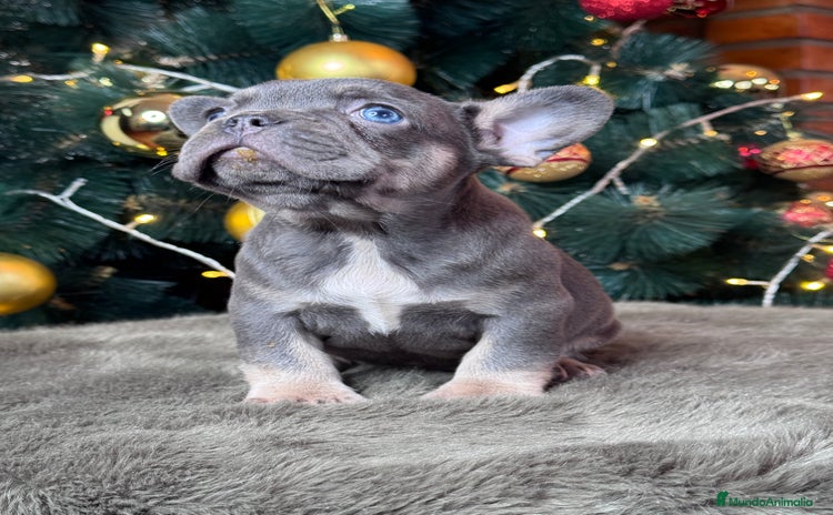 Bulldog Francés perros BULLDOG FRANCÉS /// LO MEJOR DE LO MEJOR  - Anuncio 1