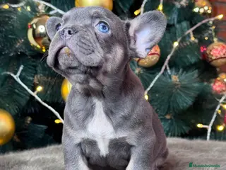 Bulldog Francés perros BULLDOG FRANCÉS /// LO MEJOR DE LO MEJOR - Anuncio 21