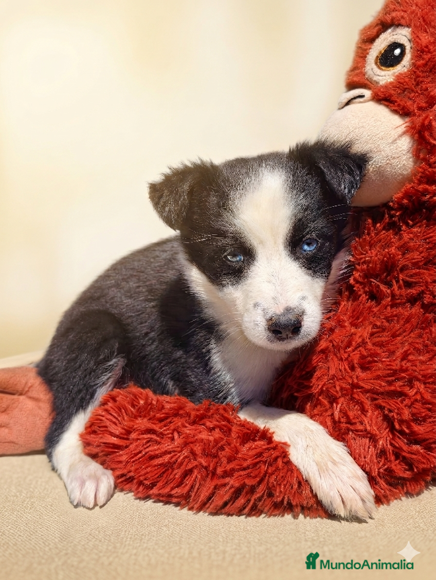 Border Collie perros Border collie bicolor  - Anuncio 10