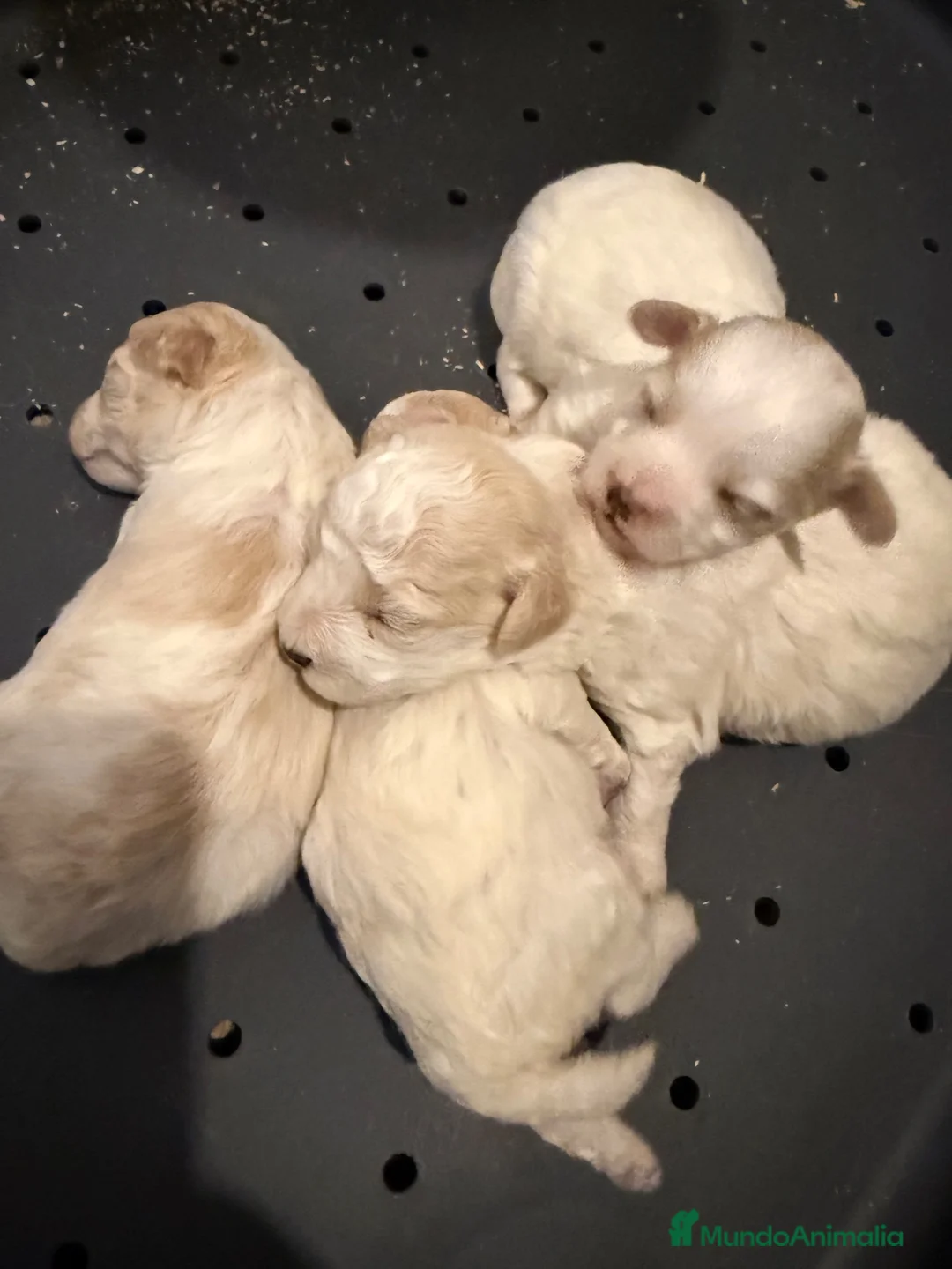 Maltipoo perros en venta: MALTIPOOS TOYS - Anuncio 3