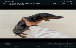 Teckel perros en venta: Teckel kaninchen  - Imagen 2
