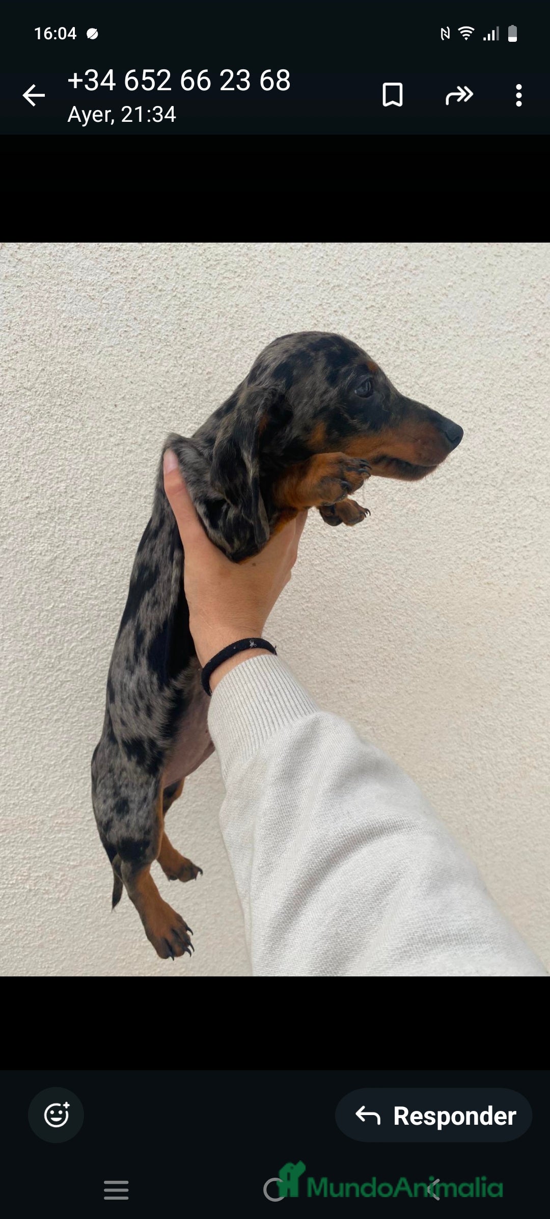 Teckel perros en venta: Teckel kaninchen  - Imagen 2