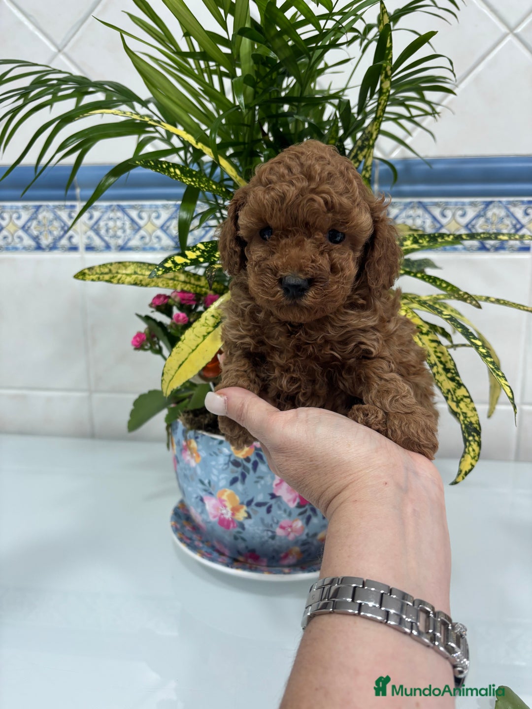 Caniche Toy perros en venta:  Caniche toy hembra y macho rojo !! - Anuncio 5