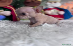 Chihuahua perros en venta: CHIHUAHUA HEMBRA - Anuncio 4