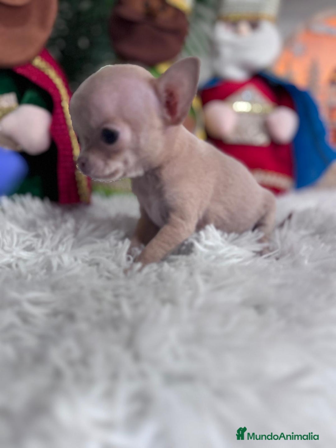Chihuahua perros en venta: CHIHUAHUA HEMBRA - Anuncio 4