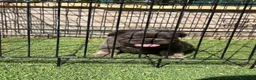 Bulldog Francés perros en venta: Cachorro fuffly  - Anuncio 4