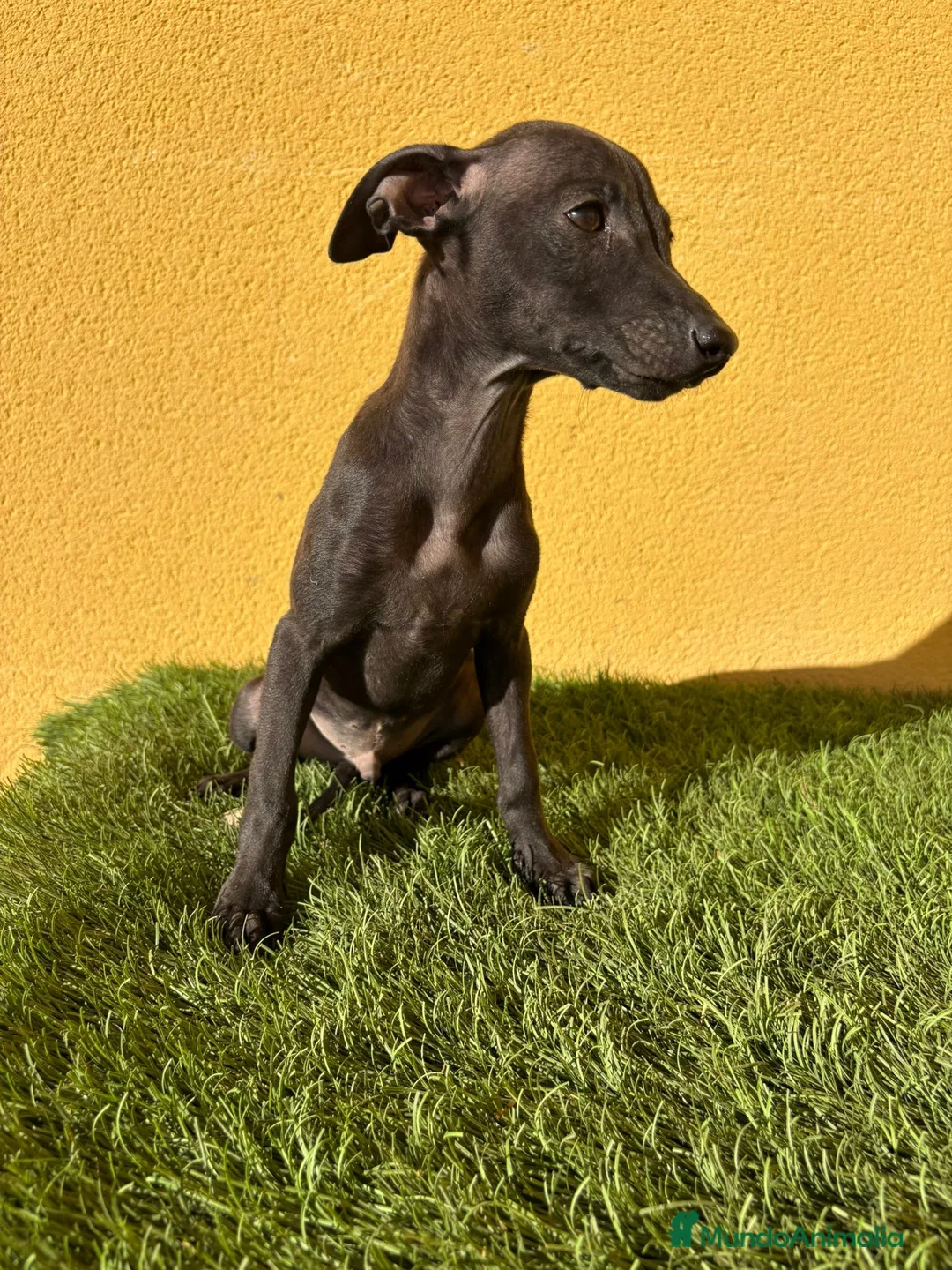 Pequeño Lebrel Italiano perros en venta: piccolo lebrel italiano galgito - Anuncio 7