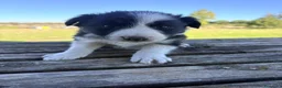 Border Collie perros en venta: Border Collie - Anuncio 14