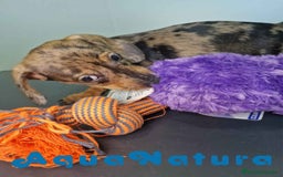 Teckel Miniatura perros en venta: Teckel Hembra 4459 AQUANATURA - Imagen 3