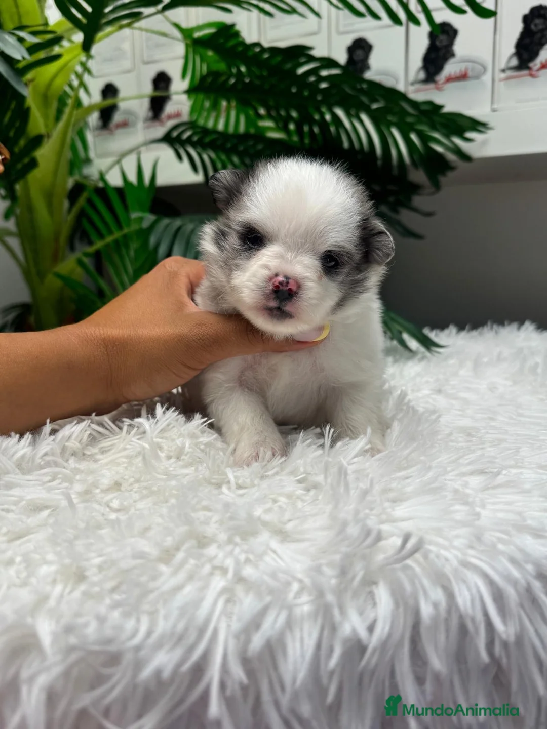Pomerania perros en venta: POMERANIA - Anuncio 13