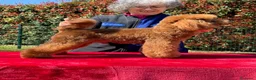 Caniche Toy perros para monta: Machos caniche toy y caniche enano para monta  - Anuncio 2