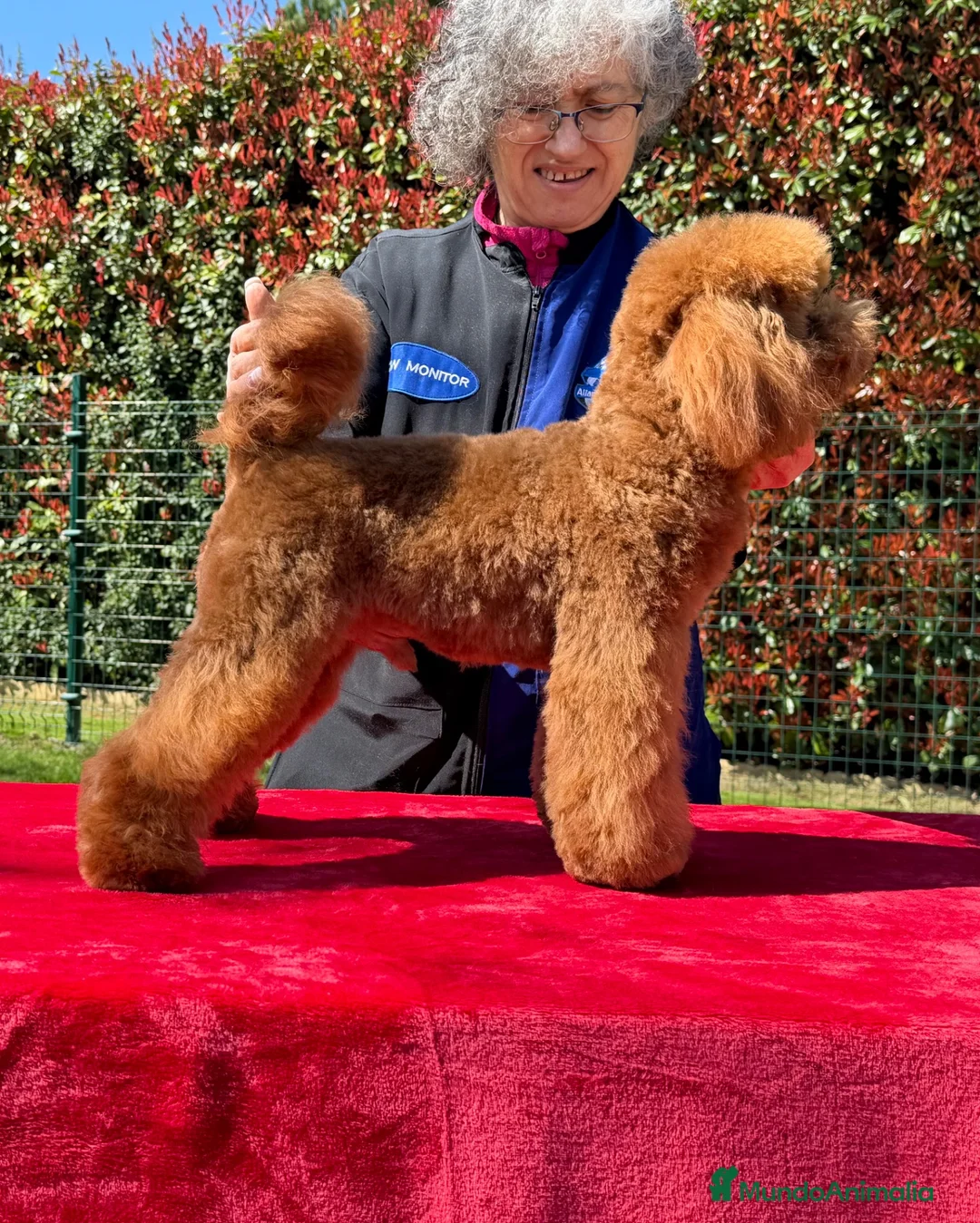 Caniche Toy perros para monta: Machos caniche toy y caniche enano para monta  - Anuncio 2