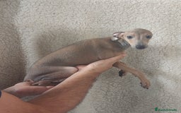 Pequeño Lebrel Italiano perros en venta: Macho espectacular Galgo Italiano  - Imagen 5
