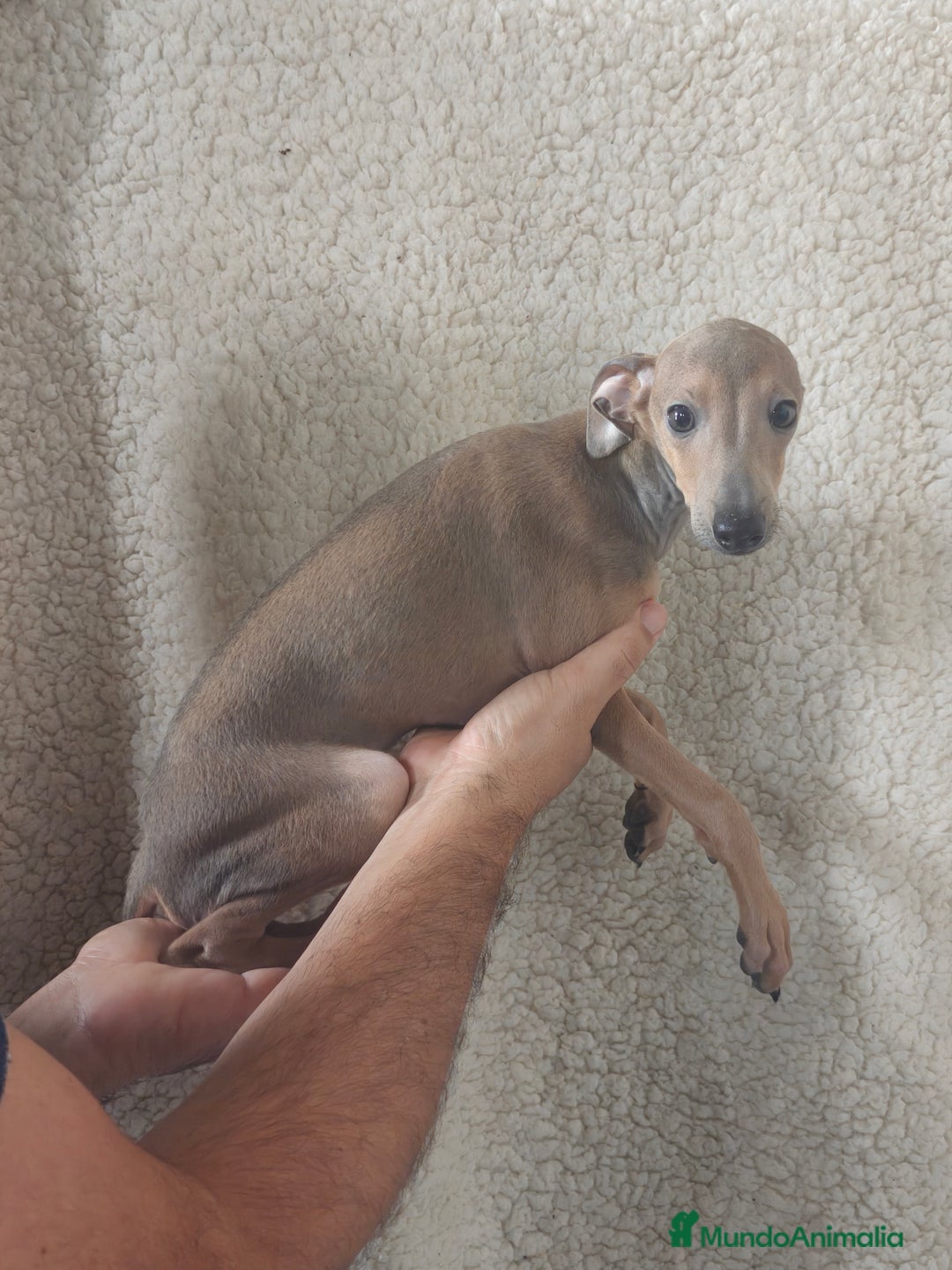 Pequeño Lebrel Italiano perros en venta: Macho espectacular Galgo Italiano  - Imagen 5