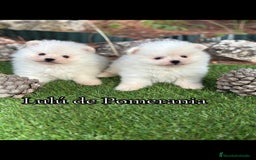 Pomerania perros en venta: Pomerania macho toy para diciembre.  - Imagen 1