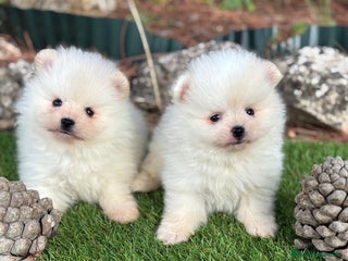 Pomerania perros - Anuncio 1