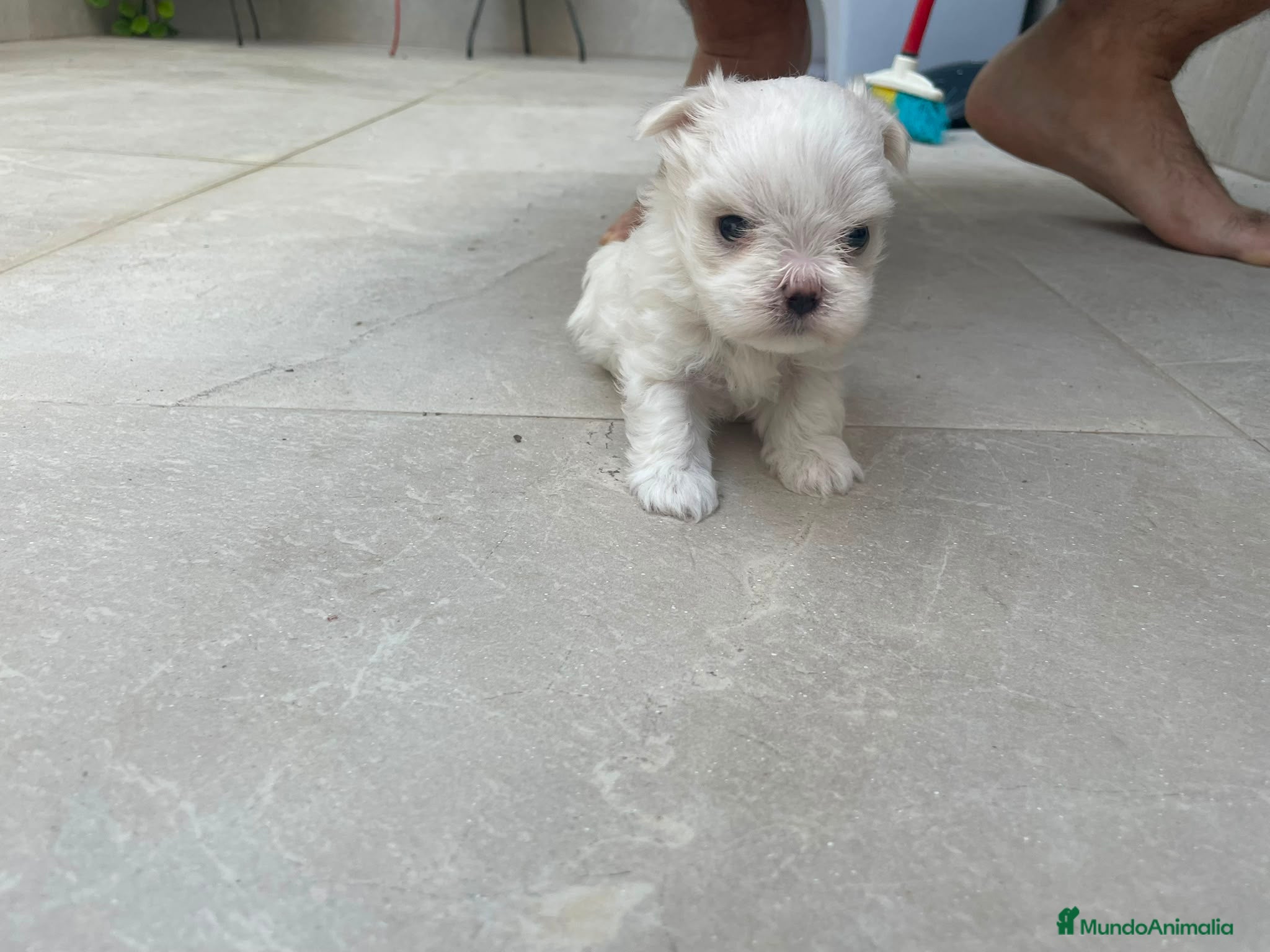Bichón Maltés perros Bichon maltés  - Anuncio 1