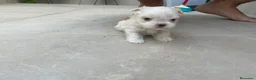 Bichón Maltés perros en venta: Bichon maltés  - Anuncio 1