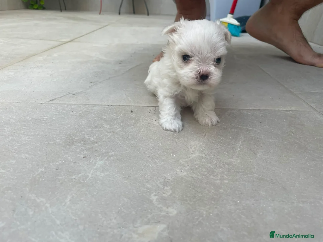 Bichón Maltés perros en venta: Bichon maltés  - Anuncio 1