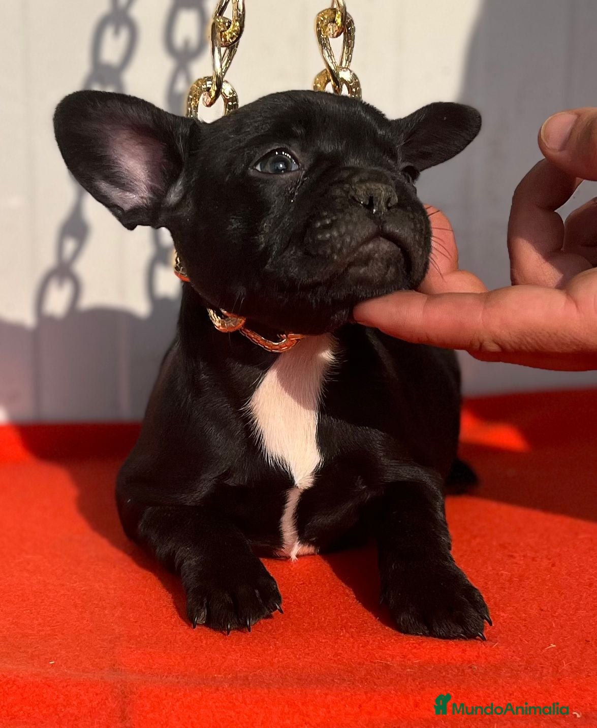 Bulldog Francés perros entra en nuestra web milcachorros.es - Anuncio 2